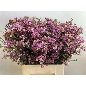 Chame Adi Very Nice!!