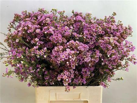 <h4>Chame Adi Very Nice!!</h4>