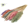 Pampas Grass 70cm 10st/bunch Mixed colours Frosted