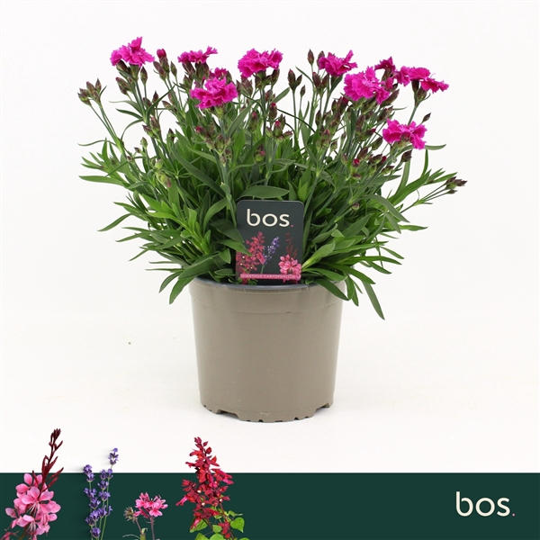 <h4>Dianthus, Mountain Frost Rose</h4>