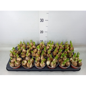 Narcissus  'Tete a tete'