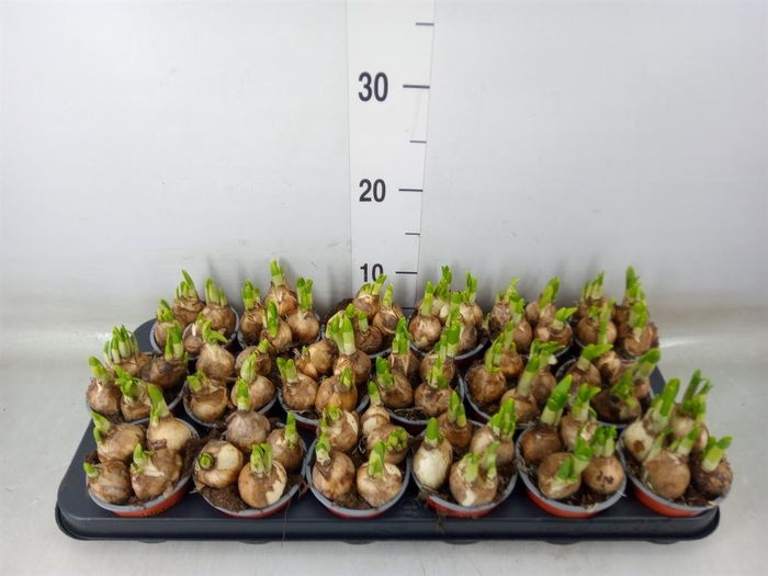 <h4>Narcissus  'Tete a tete'</h4>