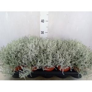 Leucophyta     [Calocephalus]