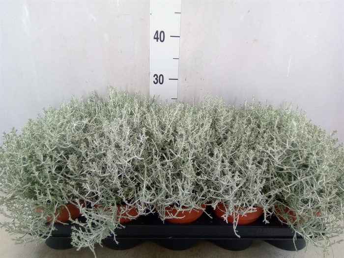 <h4>Leucophyta     [Calocephalus]</h4>