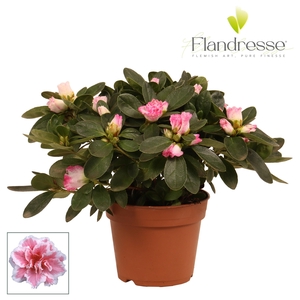 Azalea Flandresse® 'bont' 22 - 25 cm