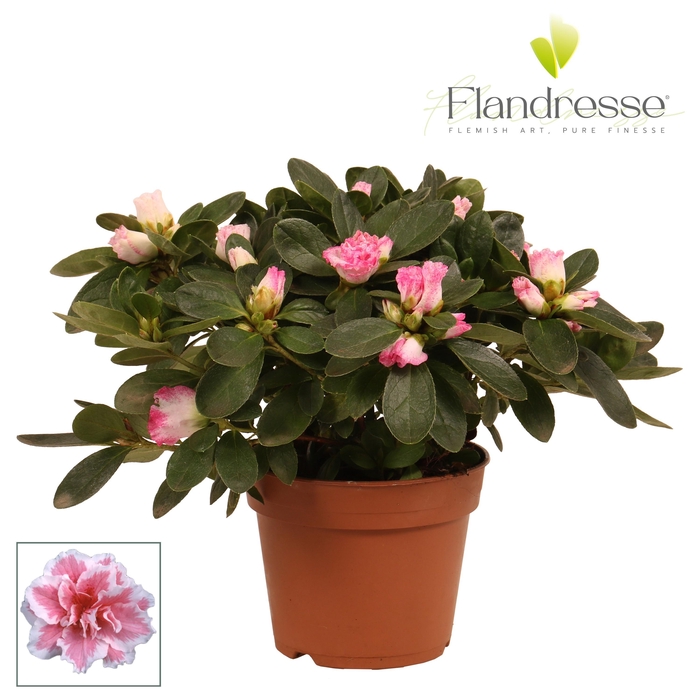 <h4>Azalea Flandresse® 'bont' 22 - 25 cm</h4>