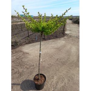 Larix kaempferi 'Magic Gold' 120ST