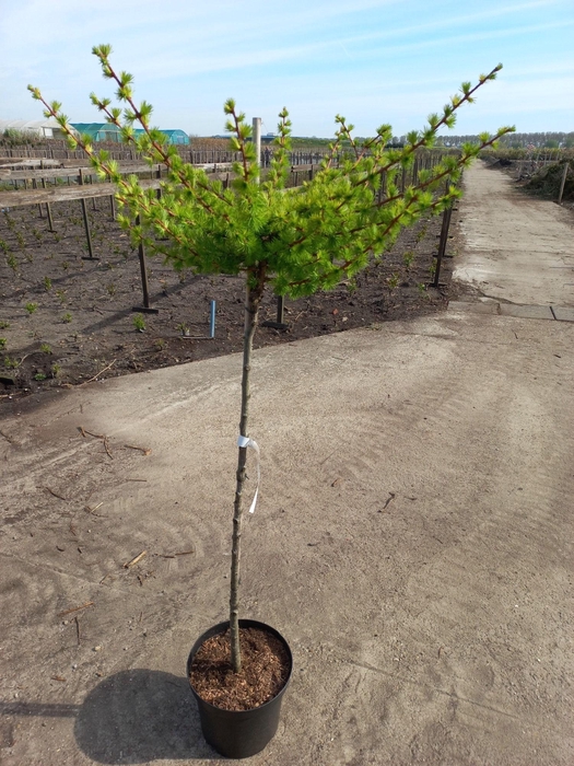<h4>Larix kaempferi 'Magic Gold' 120ST</h4>