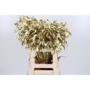 Chasmantium Kl Bh Goud