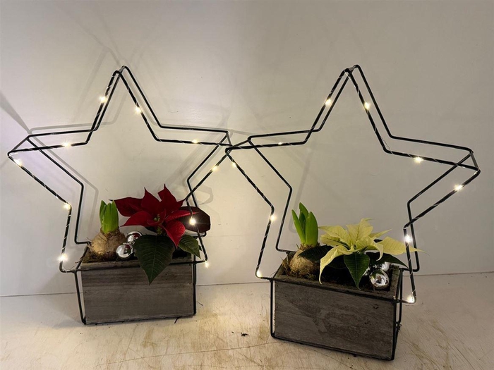 <h4>Arr (19) verlichte ster</h4>