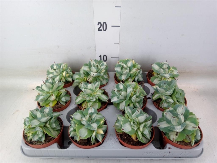 <h4>Agave   ...</h4>