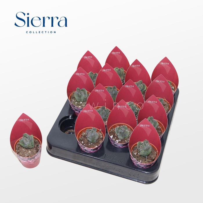 <h4>Crassula Buddha's Temple (Sierra)</h4>