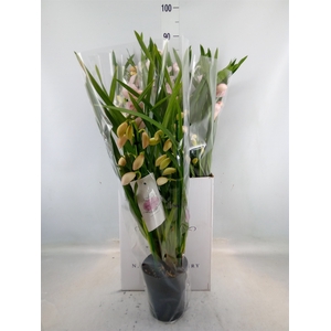 Cymbidium   ...