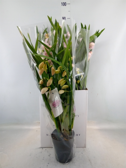 <h4>Cymbidium   ...</h4>