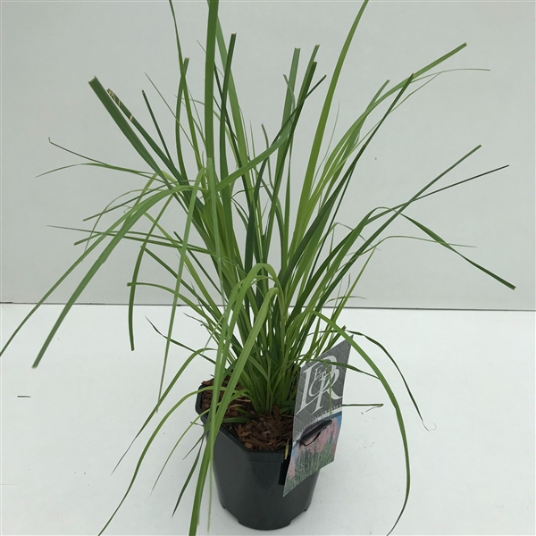 <h4>Graminées Cortaderia sell. 'Rosea'</h4>