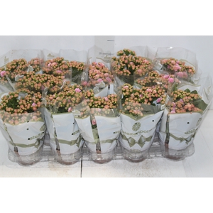 KALANCHOE DOBRADO P11 ROSA