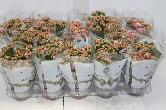 <h4>KALANCHOE DOBRADO P11 ROSA</h4>