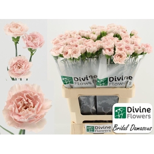 Dianthus ST 'Bridal Damascus'