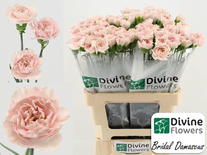 <h4>Dianthus ST 'Bridal Damascus'</h4>