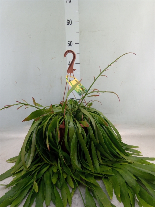 <h4>Pseudorhipsalis ramulosa</h4>