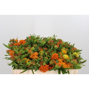 Asclepias Tuberosa