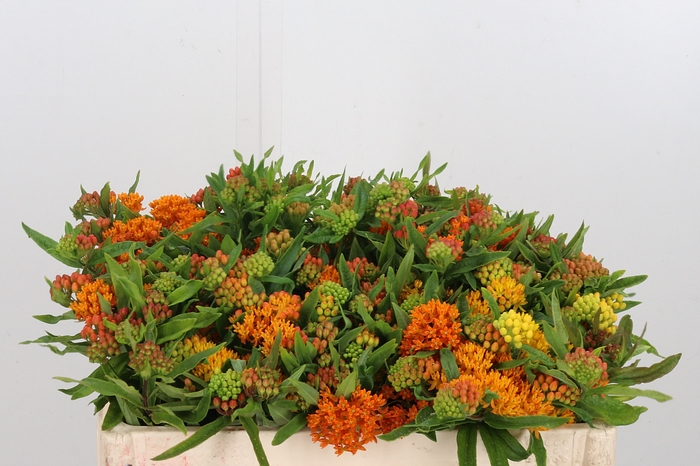<h4>Asclepias Tuberosa</h4>
