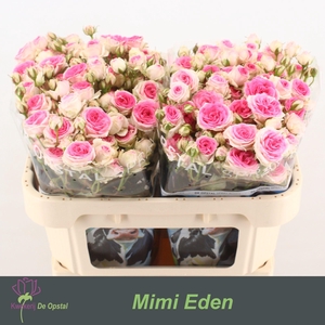 R TR MIMI EDEN