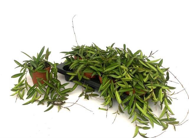 <h4>HOYA WAYETII</h4>