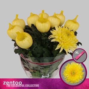 CHRYSANTHEMUM PL 'MAGNUM YELLOW'