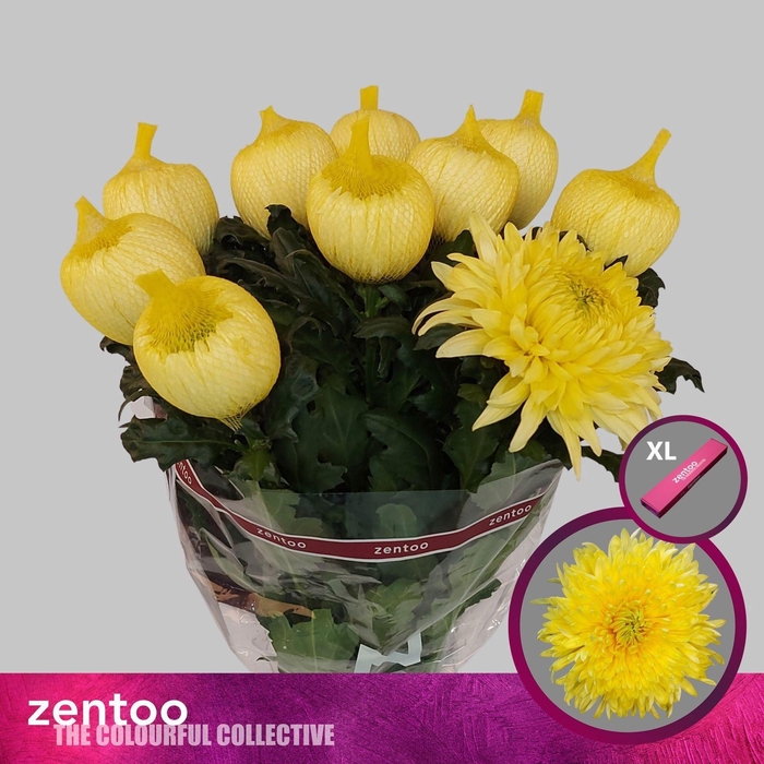 <h4>CHRYSANTHEMUM PL 'MAGNUM YELLOW'</h4>