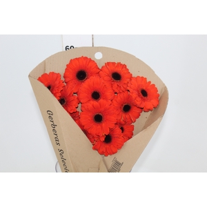 GERBERA PRESTIGE <10 CM DIAM <050 CM LARANJA