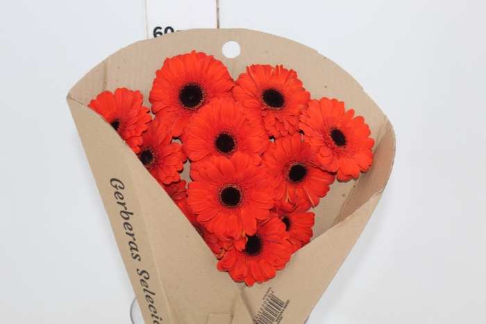 <h4>GERBERA PRESTIGE <10 CM DIAM <050 CM LARANJA</h4>