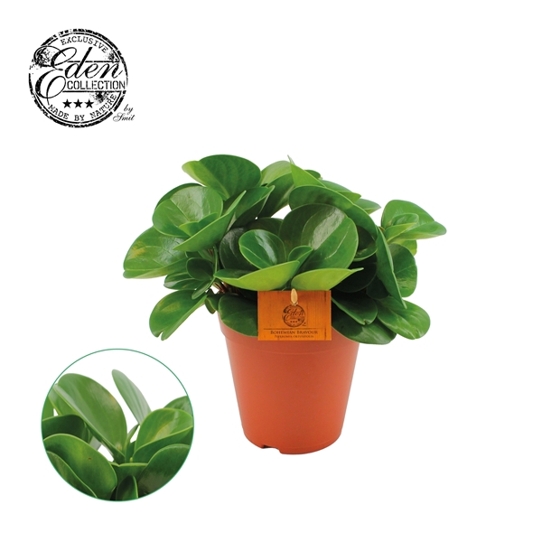 <h4>Peperomia Obtusifolia Groen 15cm</h4>