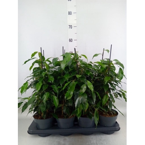 Ficus benja. 'Danielle'