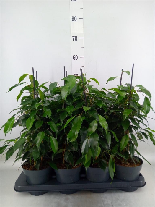 <h4>Ficus benja. 'Danielle'</h4>