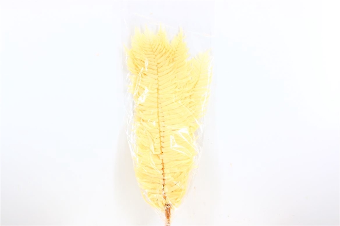 <h4>Pres Sword Fern 20pc Bleached Bunch</h4>