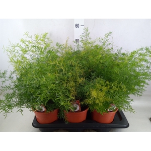 Asparagus dens. 'Cwebe'