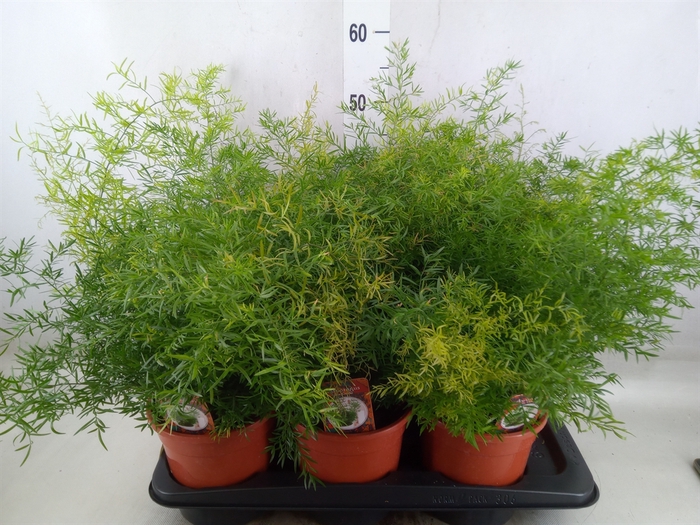 <h4>Asparagus dens. 'Cwebe'</h4>
