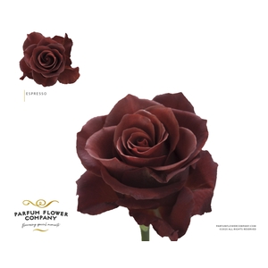 Rosa Premium Espresso
