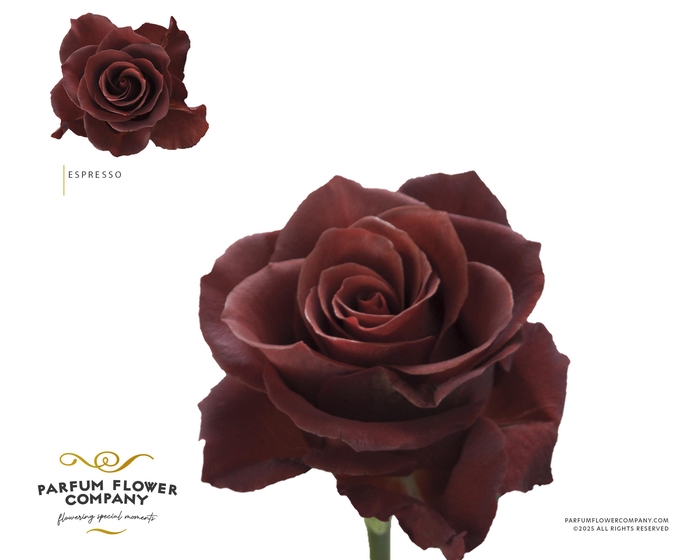 <h4>Rosa Premium Espresso</h4>