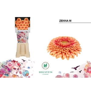 Germini Pomponi Zenna M Diamond