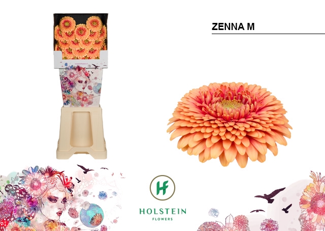 <h4>GE MB Gerponi Zenna M diamond x80</h4>