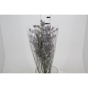 LIMONIUM ROXO 070 CM
