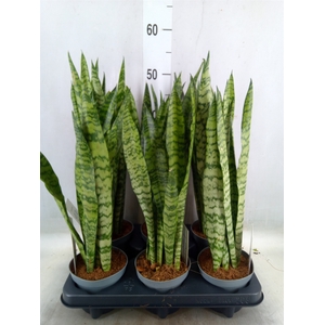 Sansevieria zeylanica