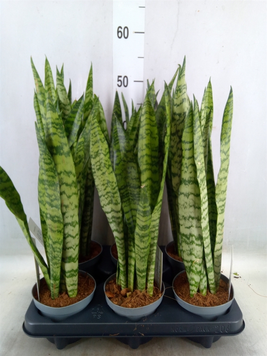 <h4>Sansevieria zeylanica</h4>