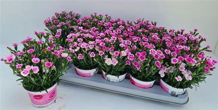 <h4>Dian Di Pink Kisses</h4>
