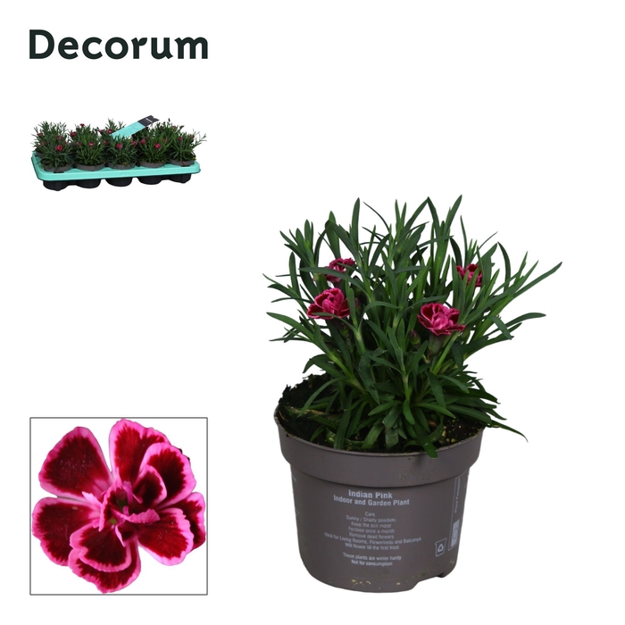 <h4>Dianthus - 10,5 cm - Decorum - Sweety Viva Magenta</h4>