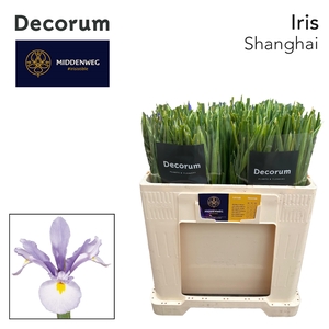 IRIS SHANGHAI