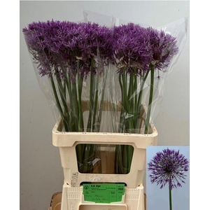 ALLIUM PURPLE RAIN