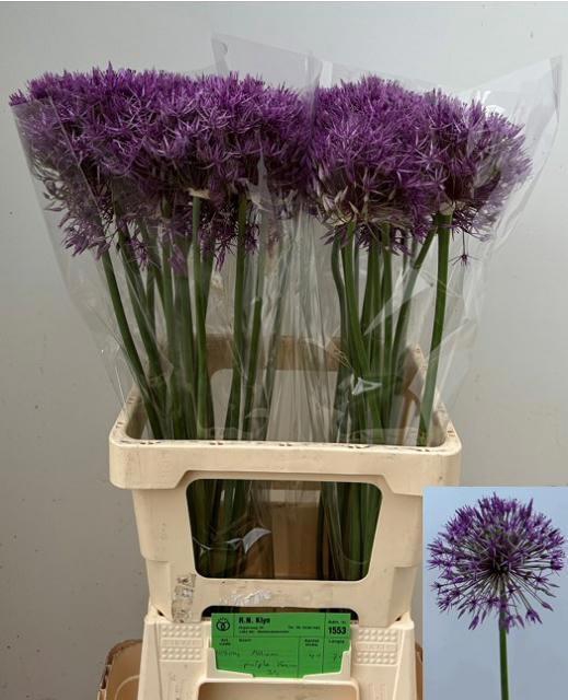 <h4>ALLIUM PURPLE RAIN</h4>